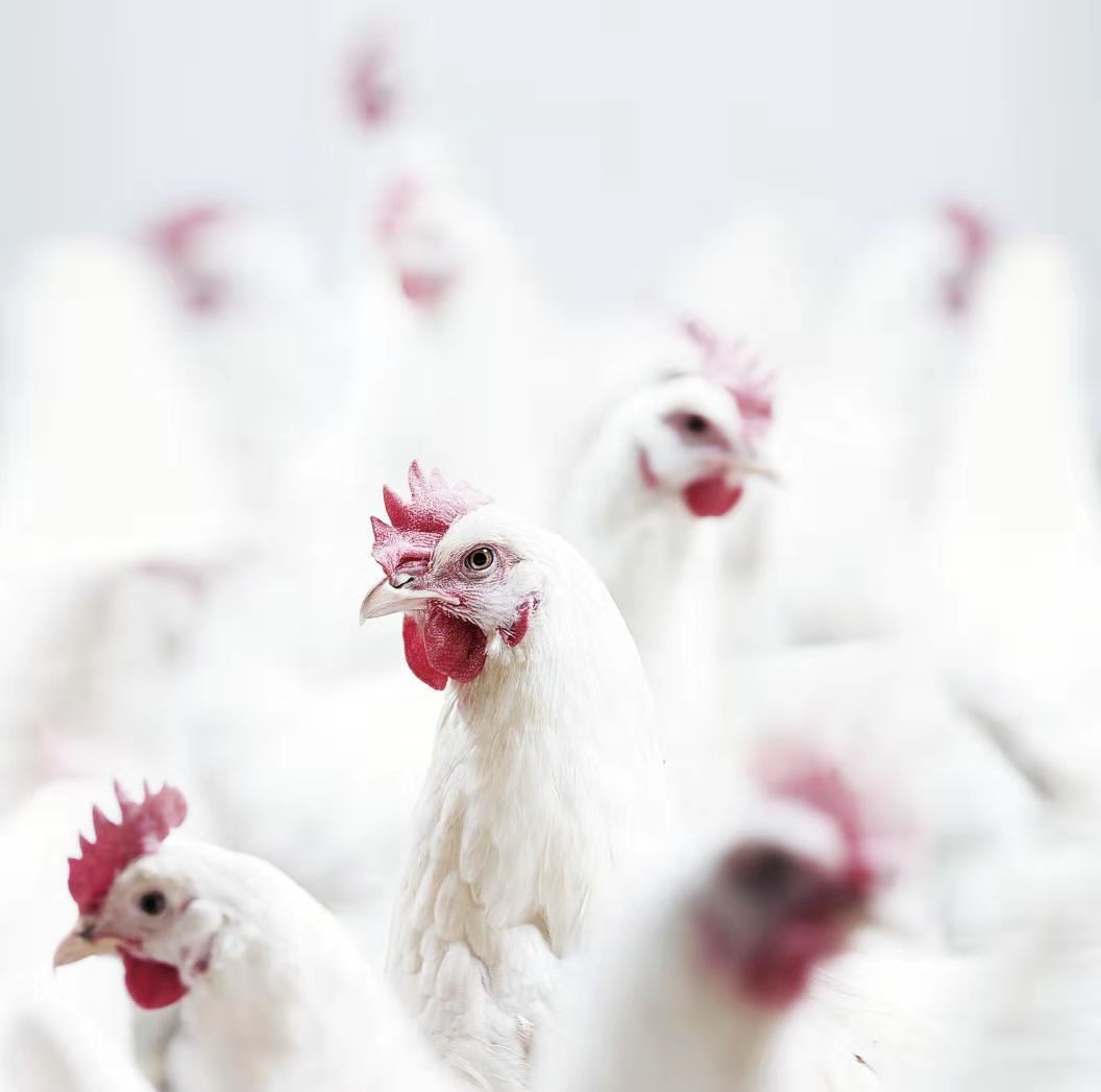 乐鱼(中国电子)·LEYU官方网站