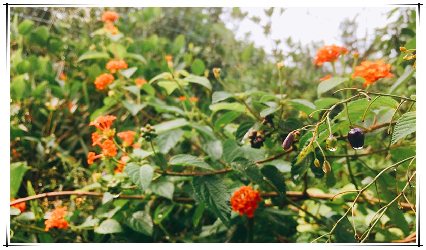 乐鱼(中国电子)·LEYU官方网站