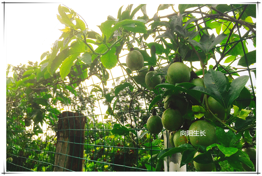 乐鱼(中国电子)·LEYU官方网站